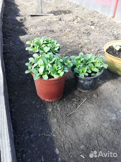 Рассада Дыня колхозница карамель гигантелла