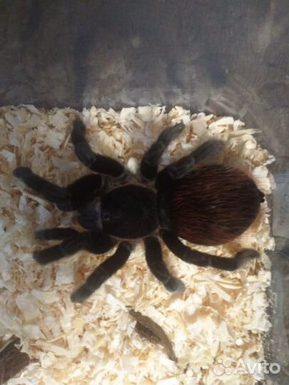 Паук птицеед