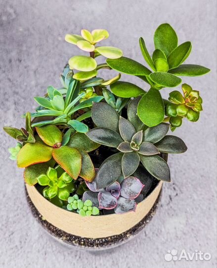 Мини-садик из суккулентов, флорариум