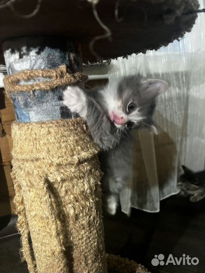 Котята