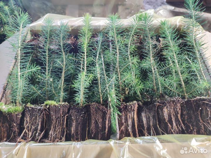 Саженцы сосны зкс от производителя