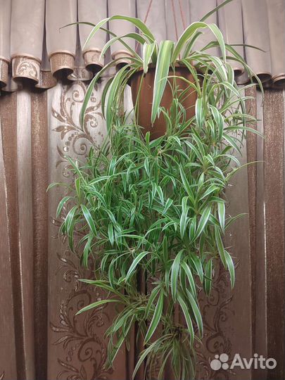 Хлорофитум