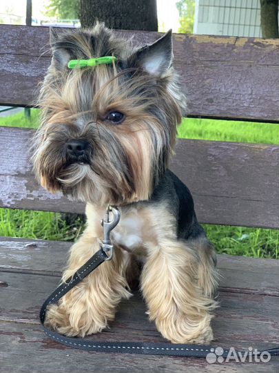 Вязка мини Йорк Солнцево