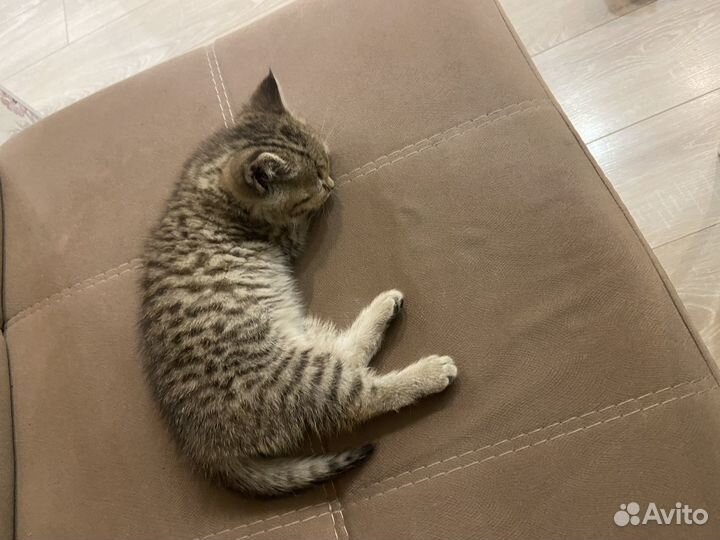 Отдам котенка