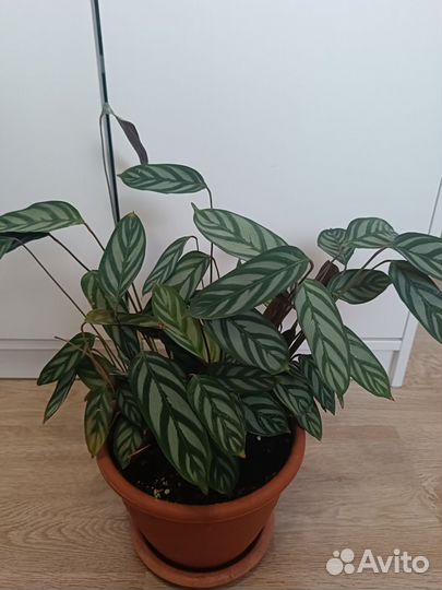 Калатея ктенанта