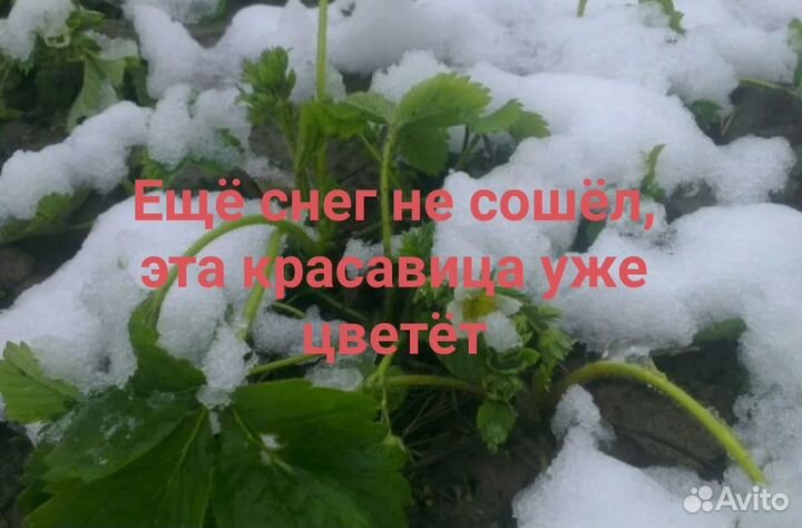 Рассада. Клубника ремонтантная. Очень ароматная