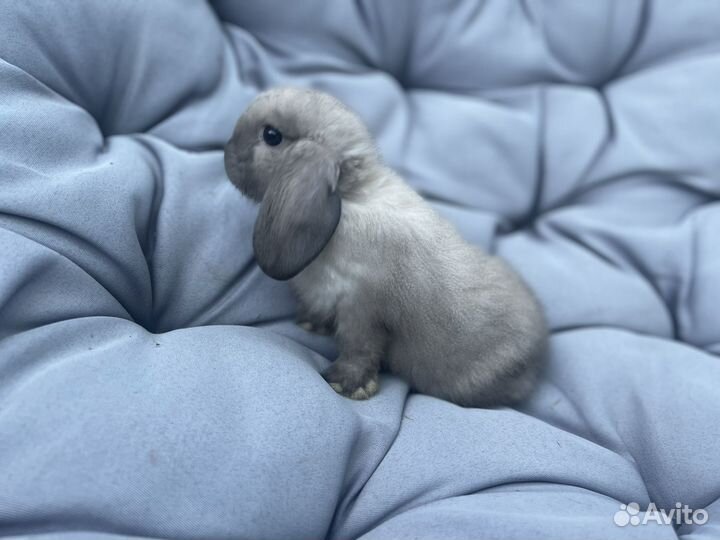 Декоративные кролики