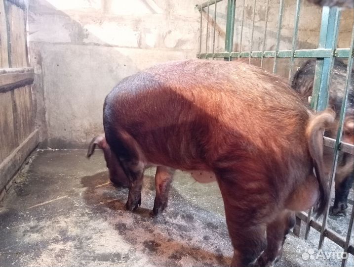 Поросята дюрок