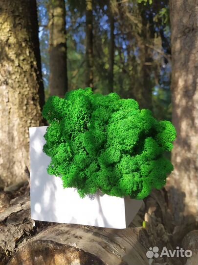 Декор из мха и гипса 