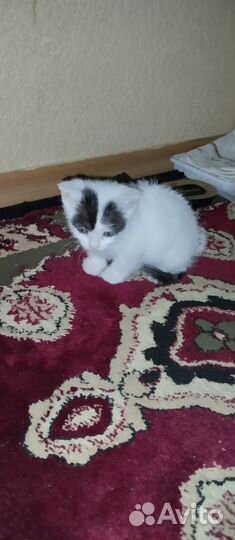 Анатолийская кошка