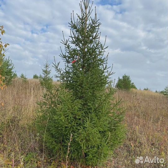 Сосна, ель, береза саженцы оптом