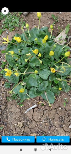 Фиалка, ландыши, подснежники,ясколка,ирисы, хоста