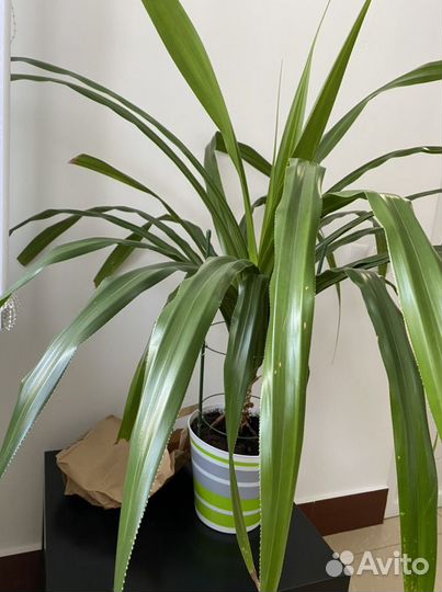 Панданус пальма