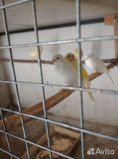 Молодые канарейки