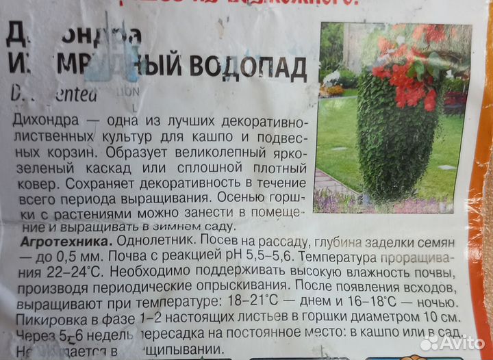 Дихондра