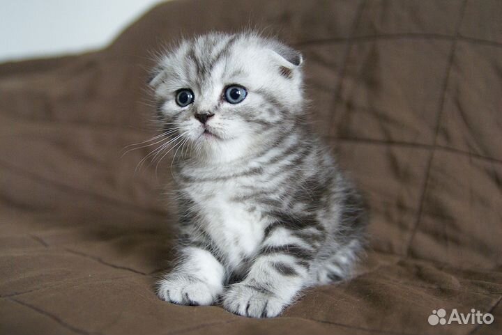 Шотландские вислоухие котята и страйты, мраморные