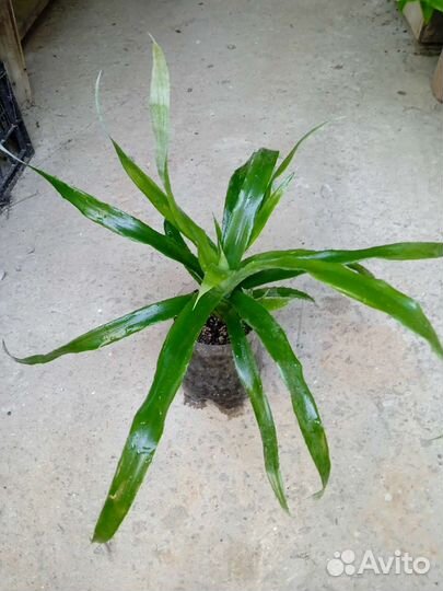 Бромелии в ассортименте