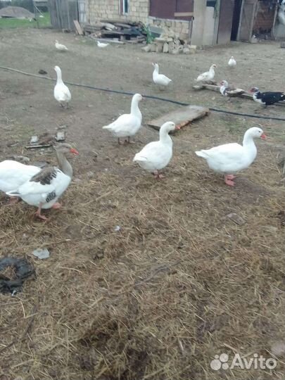 Гуси и утки
