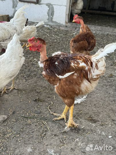 Петух голошейка на развод