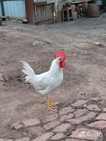 Молодые петухи