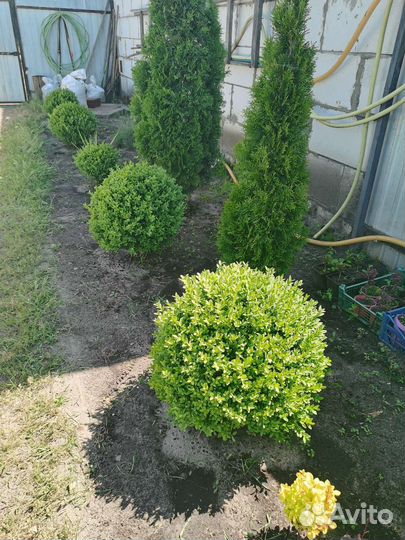 Саженцы. Самшит