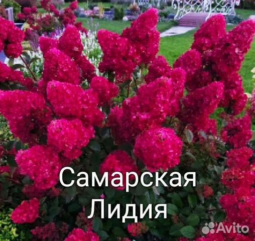 Гортензия Самарская Лидия