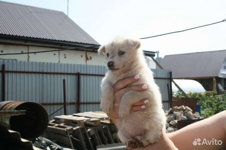 Щенок маленькой собаки