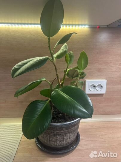 Комнатные растения