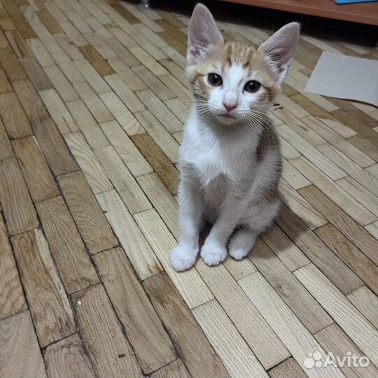 Рыжая очаровашка