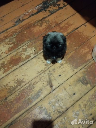 Продажа собак щенков