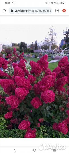 Гортензия метельчатая и крупнолистная заказ 2023