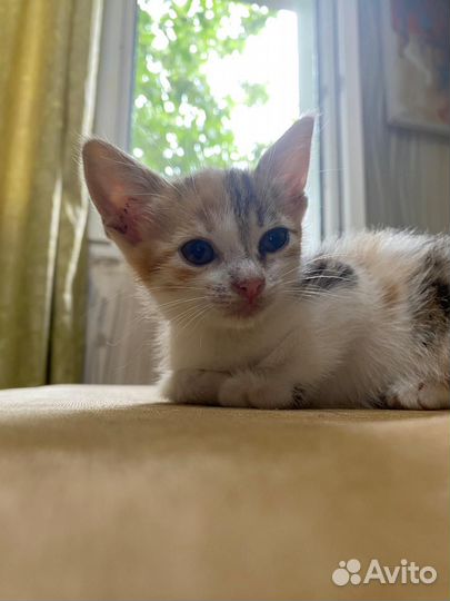 Котёнок в добрые руки трёхцветная девочка