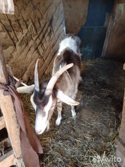 Коза дойная