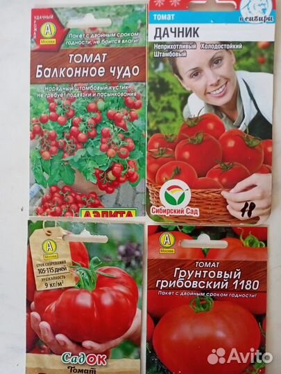 Рассада помидор