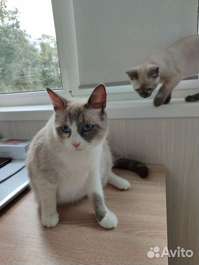 Котята сноу-шу 2,5 мес