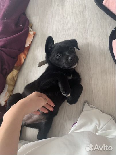 Щенки лабрадора