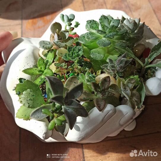 Композиция с суккулентами 