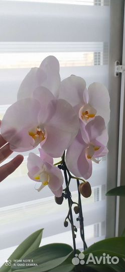 Орхидея фаленопсис