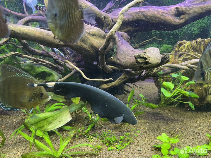 Рыба нож аптеронотус