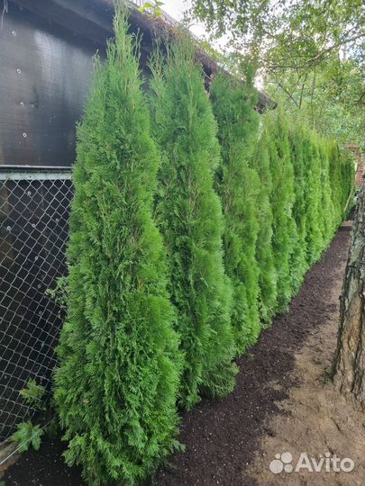 Туя смарагд экстра