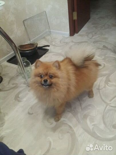 Кобель для вязки шпиц