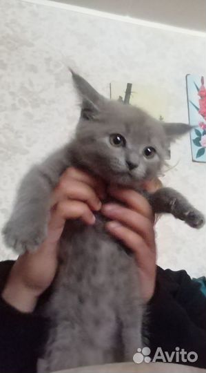 Котята в добрые руки бесплатно