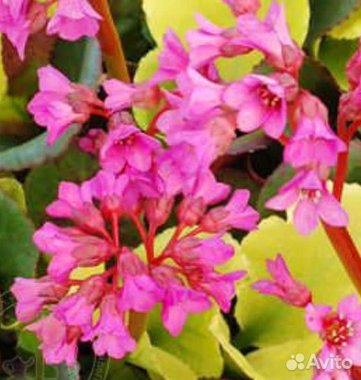 Бадан Лунар Глоу