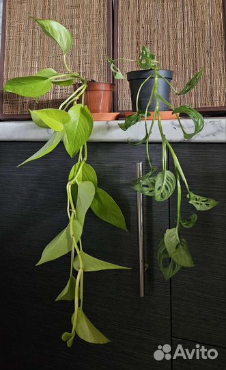 Коллекция растений. монстеры, эпипремнум, каладиум