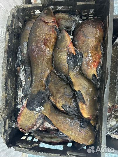 Свежая речная рыба