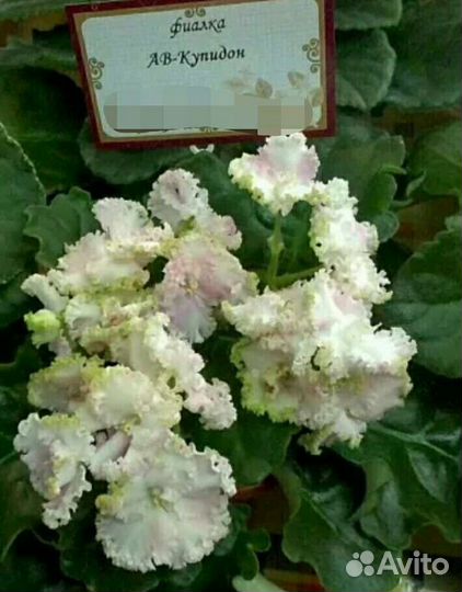 Фиалки набор №1 укорененных листов 7 разных сортов