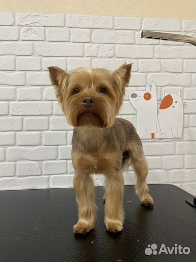 Грумер / Груминг с выездом на дом