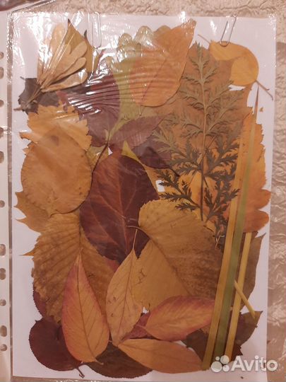 Гербарий, цветы, листья, сухоцвет плоский