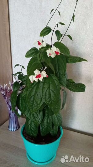 Кротоны,клеродентрум