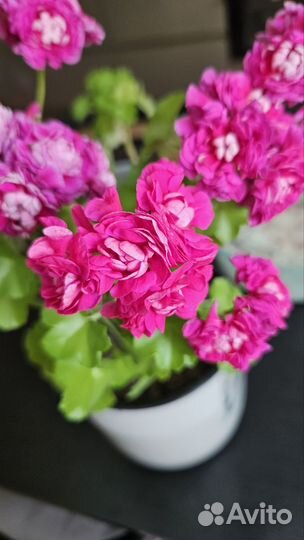 Пеларгония герань Тесс Влада